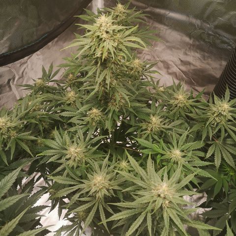 Europa Auto growlog timeline photo