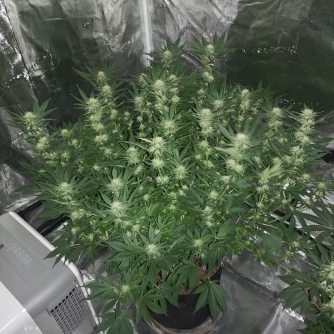 Cheese growlog timeline photo