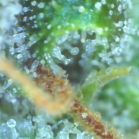 Europa Auto growlog timeline photo