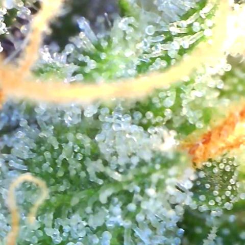 Europa Auto growlog timeline photo