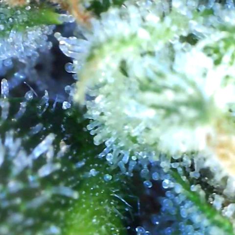 Europa Auto growlog timeline photo