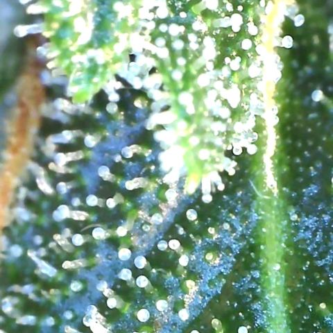 Europa Auto growlog timeline photo