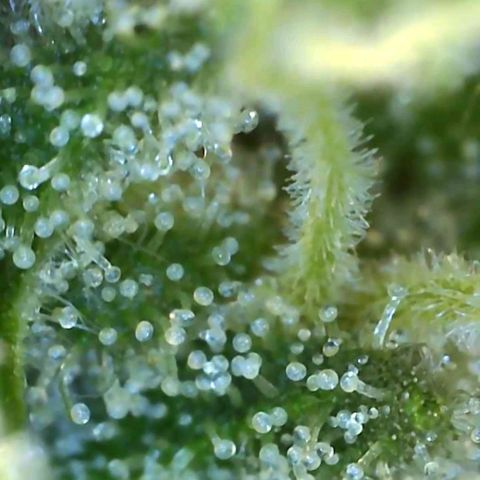 Banana hammock auto  growlog timeline photo