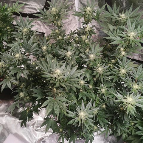 Northern Lights #5 growlog timeline photo