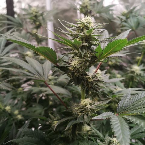 Northern Lights #5 growlog timeline photo