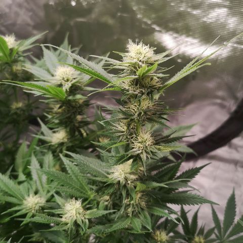 Cheese growlog timeline photo