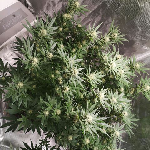 Cheese growlog timeline photo
