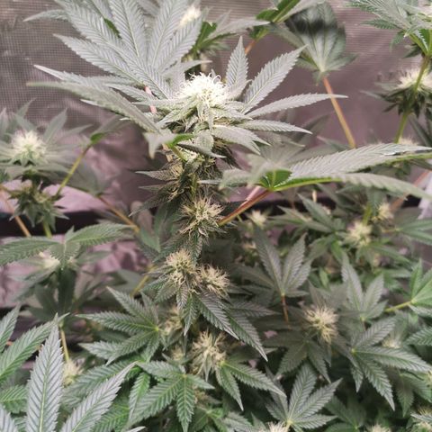 Grandaddy black growlog timeline photo