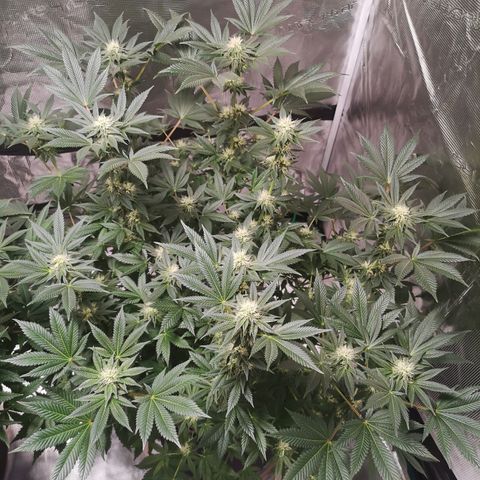Grandaddy black growlog timeline photo
