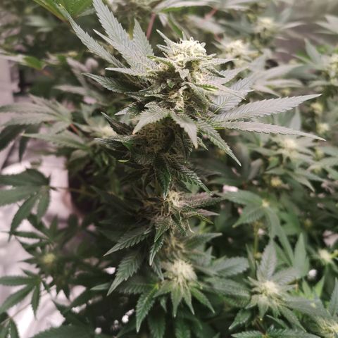 Northern Lights #5 growlog timeline photo