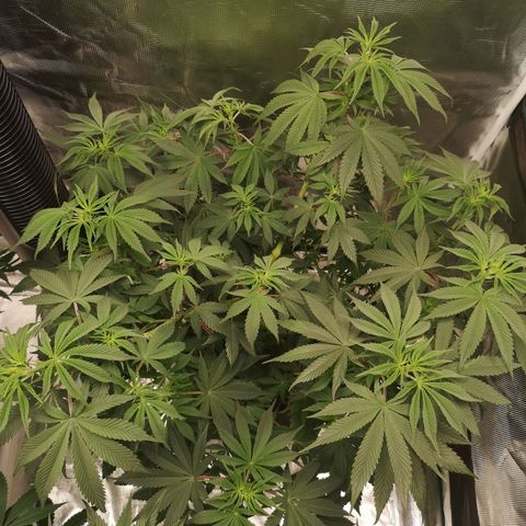 10th Planet growlog timeline photo