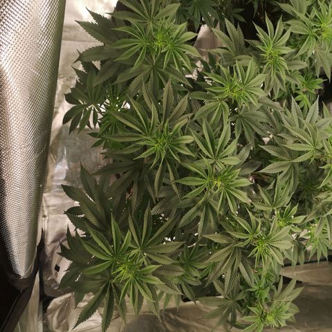 O. K. C growlog timeline photo