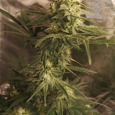 Banana hammock auto  growlog timeline photo