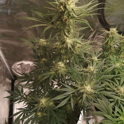 Banana hammock auto  growlog timeline photo