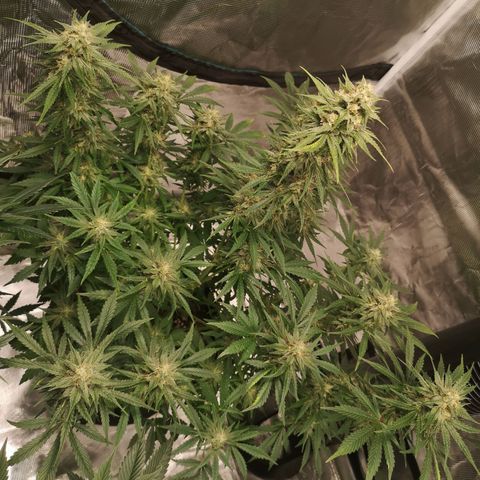 Europa Auto growlog timeline photo