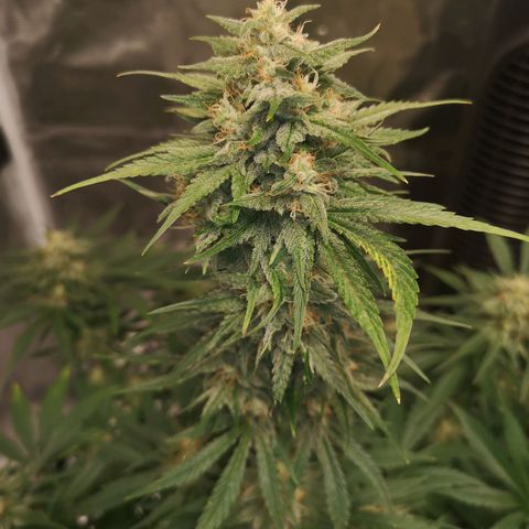 Europa Auto growlog timeline photo