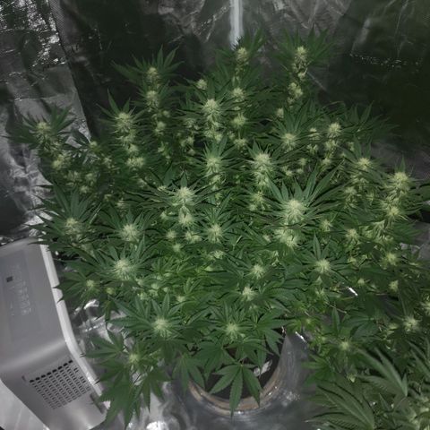 Cheese growlog timeline photo