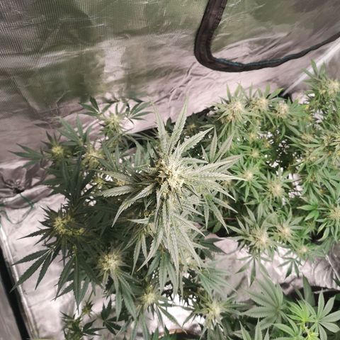 Banana hammock auto  growlog photo: Lst