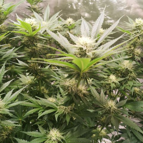 Cheese growlog timeline photo