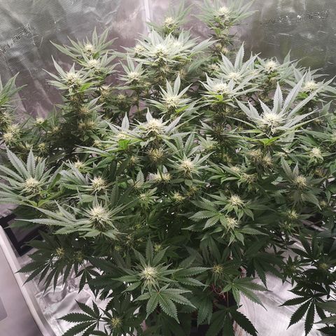 Cheese growlog timeline photo