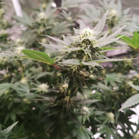 Northern Lights #5 growlog timeline photo