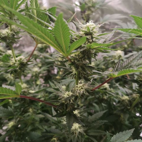 Northern Lights #5 growlog timeline photo