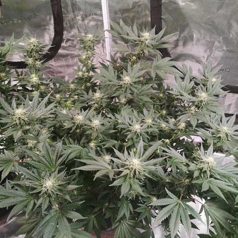Northern Lights #5 growlog timeline photo