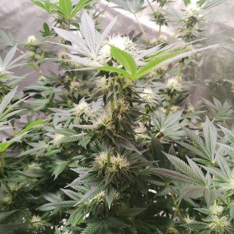 Grandaddy black growlog timeline photo