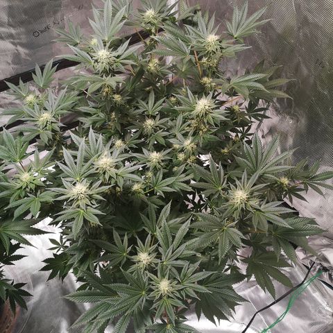 Grandaddy black growlog timeline photo