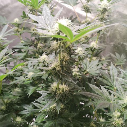 Grandaddy black growlog timeline photo