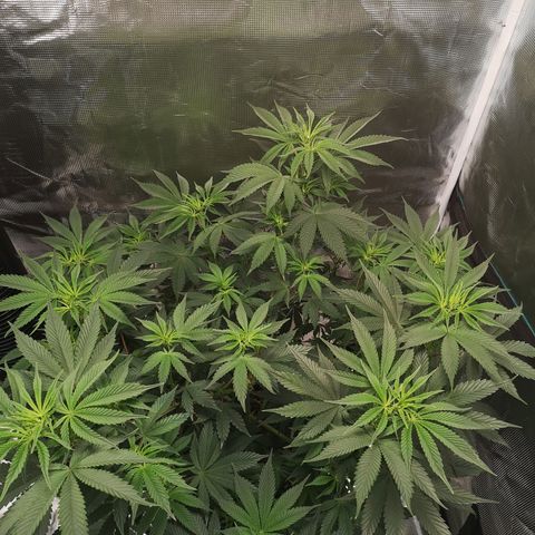 10th Planet growlog timeline photo