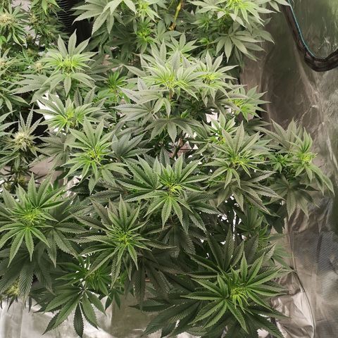 O. K. C growlog timeline photo