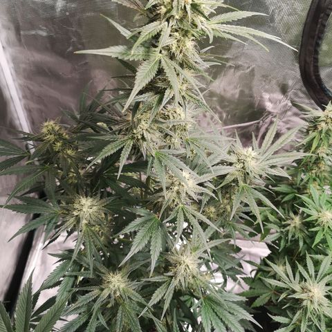Banana hammock auto  growlog timeline photo