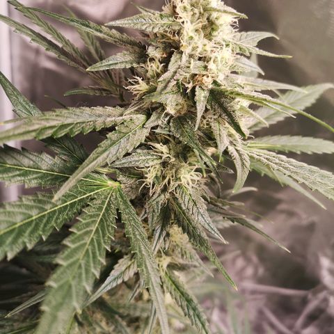 Banana hammock auto  growlog timeline photo