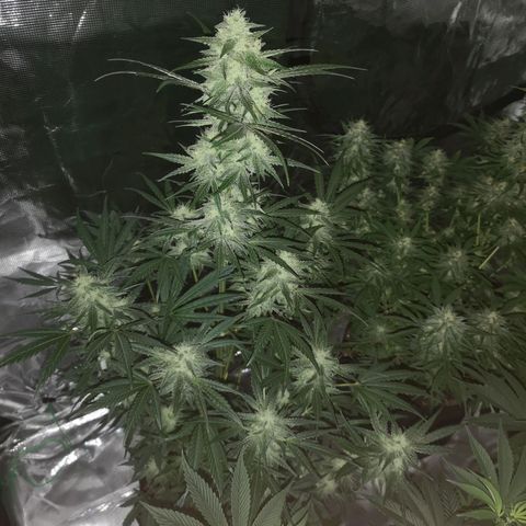 Banana hammock auto  growlog timeline photo