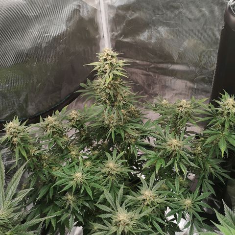 Europa Auto growlog timeline photo