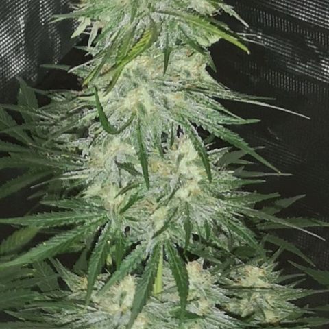 Europa Auto growlog timeline photo