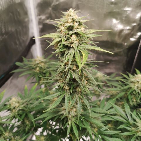 Europa Auto growlog timeline photo