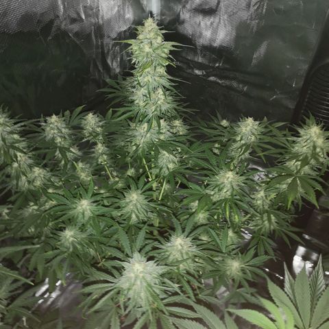 Europa Auto growlog timeline photo