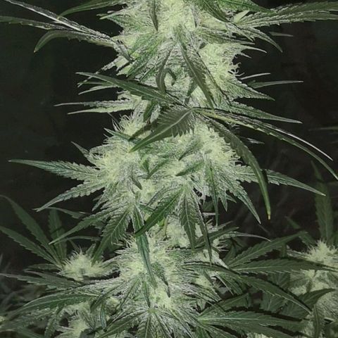 Banana hammock auto  growlog timeline photo