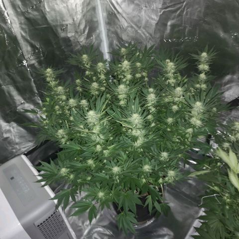 Cheese growlog timeline photo