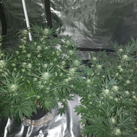 Grandaddy black growlog timeline photo