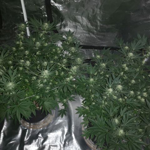 Grandaddy black growlog timeline photo
