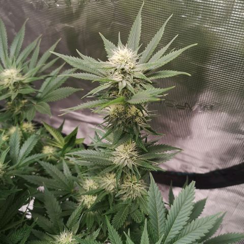 Cheese growlog timeline photo
