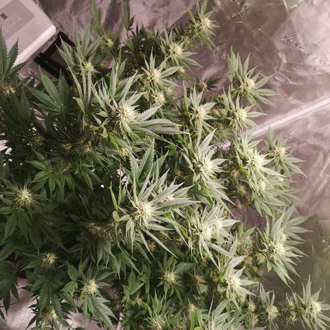 Cheese growlog timeline photo