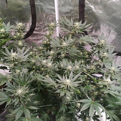 Northern Lights #5 growlog timeline photo