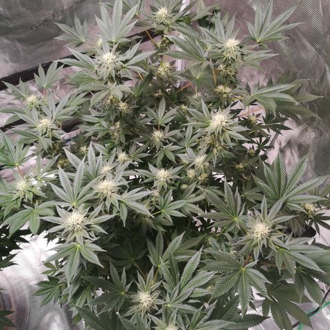Grandaddy black growlog timeline photo