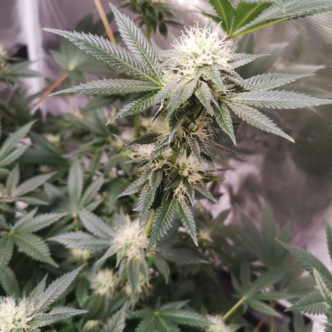 Grandaddy black growlog timeline photo
