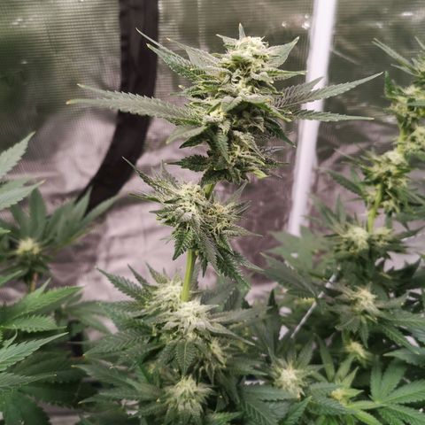 Northern Lights #5 growlog timeline photo