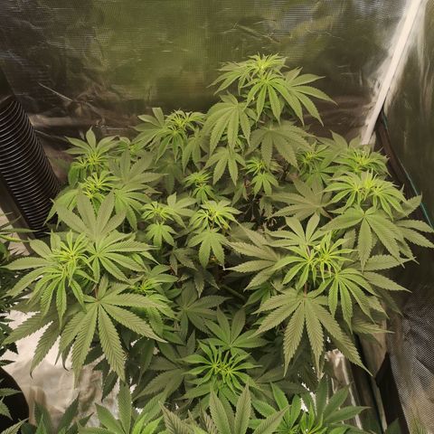 10th Planet growlog timeline photo